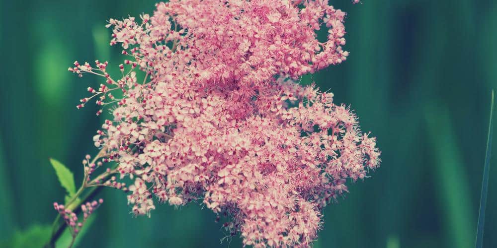 Meadowsweet